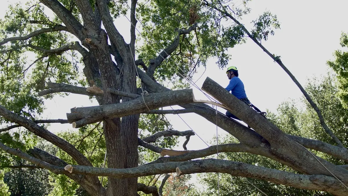 Professional Crown Thinning performed by certified arborists in Roxana