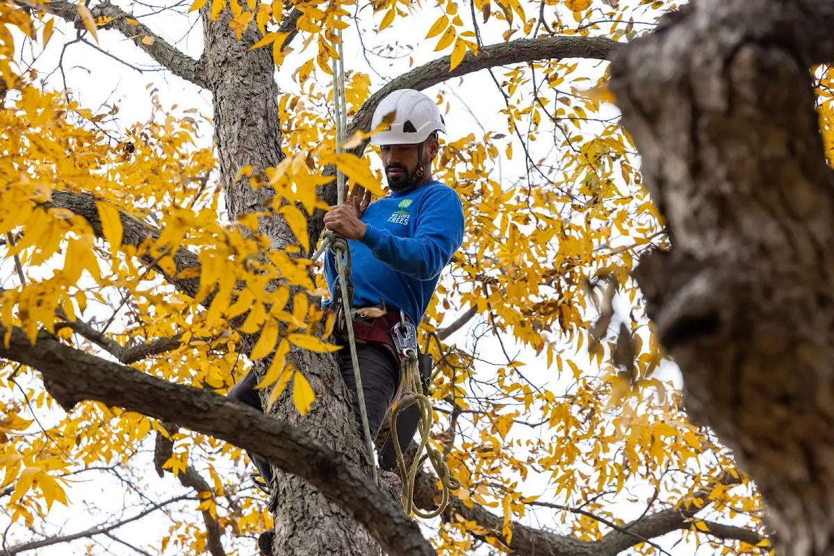 Skilled Tree Trimming crew working in Roxana
