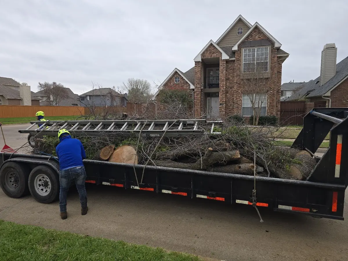 Expert Tree Removal with proper safety equipment in Roxana